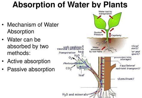 The Fascinating Process Of Water Absorption In Plants