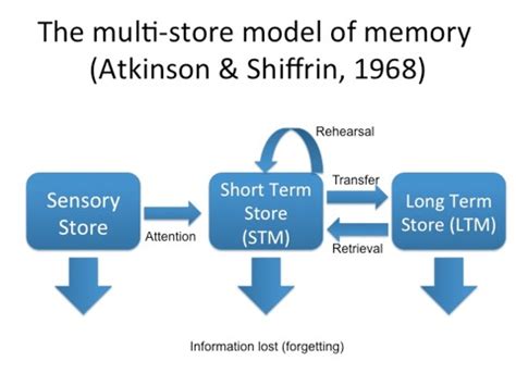 In 1958, richard atkinson and richard shiffrin developed the stage model of memory. The multistore model of memory for A level psychology ...