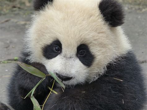 The Key To Making Baby Pandas Love
