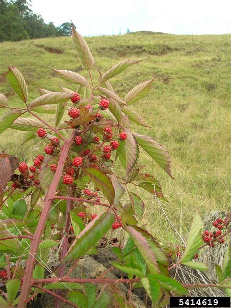 Highbush Blackberry Rubus Argutus