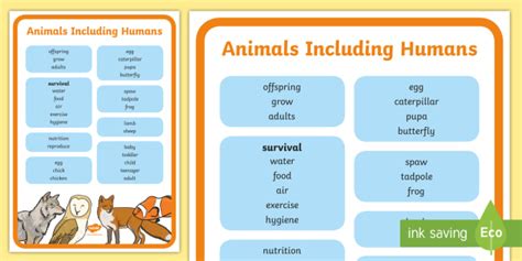 Ages 6 7 Animals Including Humans Scientific Vocabulary Poster