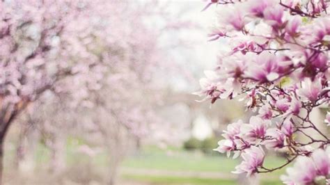 Este ano, ele acontece no dia 20 de março de 2021 às 09h37. Equinoccio de primavera 2019: Rituales para el inicio de la primavera