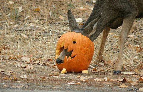 Deer New Funniest Photographs Pets Cute And Docile