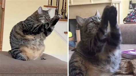 Adorable Cat Starts To Pray Youtube