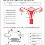 Female Reproductive System Worksheet Answers