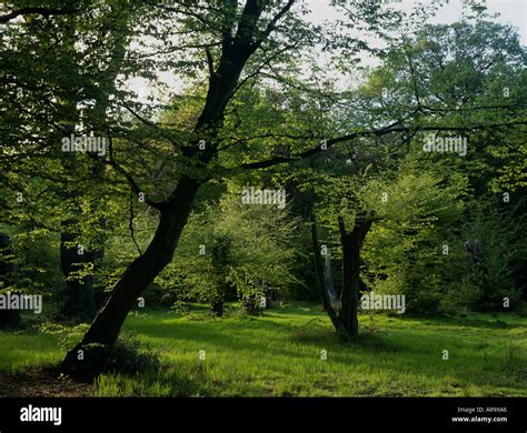 Woodland Glade Epping Forest London Uk Stock Photo Alamy