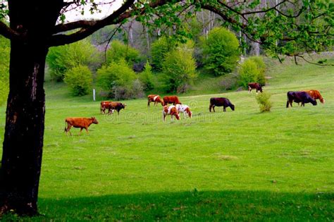 Cows Grazing On A Green Pasture Stock Image Image Of Farming Grass