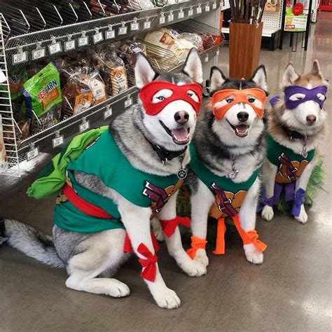 I Need To Find These For My Mine Cute Dog Halloween Costumes Puppy