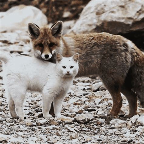Are Foxes More Dog Or Cat