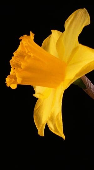 Yellow Daffodils Free Image Peakpx