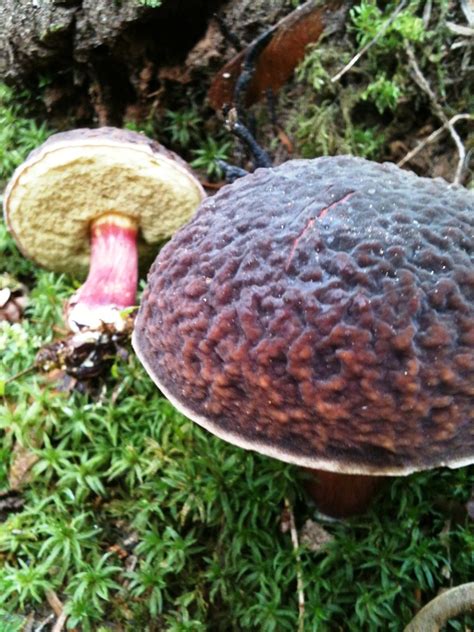 Zellers Boletus Mushroom Vancouver Island Bc Gohikingca