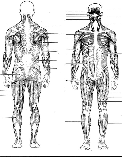 Muscular System Labeling Worksheet Anatomy Worksheets