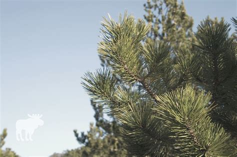 How To Treat A Pine Tree That Is Turning Brown — Forest Wildlife
