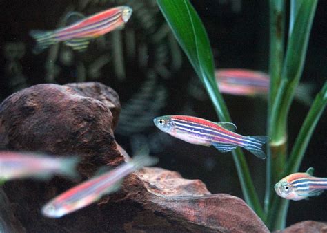 No Genetically Modified Pet Fish Are Not Going To Wreak Ecological