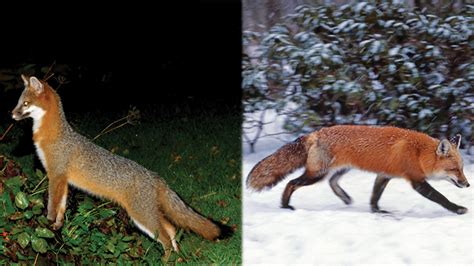 The Gray Fox Is The Only North American Canid Capable Of Climbing Trees