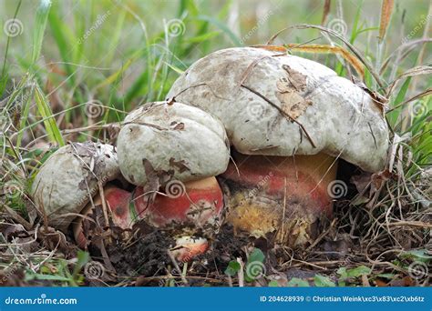 The Devils Bolete Rubroboletus Satanas Is A Poisonous Mushroom Stock
