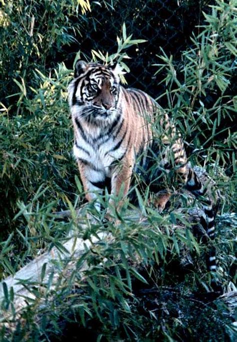 From The Memphis Zoo Tiger Tiger 11 Image Only