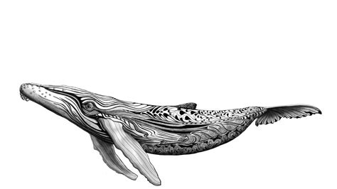 #humpback whales #humpback whale #singing #underwater #sound #animals #marine biology. Humpback Whale Drawing at PaintingValley.com | Explore ...
