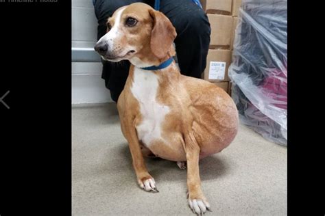 Update On Neglected Dog With Massive Tumor Pet Rescue Report