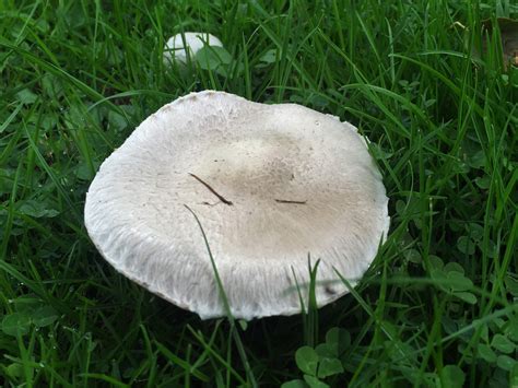 Mushroom Field Guide