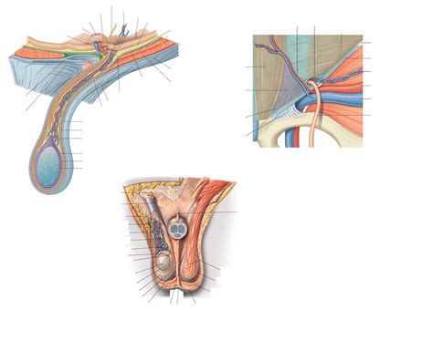 The Inguinal Canal And Spermatic Cord Diagram Quizlet