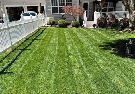 What Does A Tall Fescue Lawn Look Like A Visual Guide