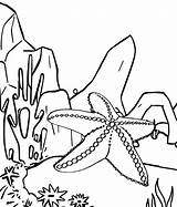 Starfish Coloring Wow Children sketch template