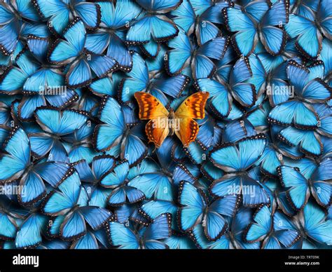 Fondo De Muchas Mariposas Azules Morpho Peleides Y Naranja Mariposas