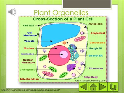 Enchantedlearning Com Plant Cell