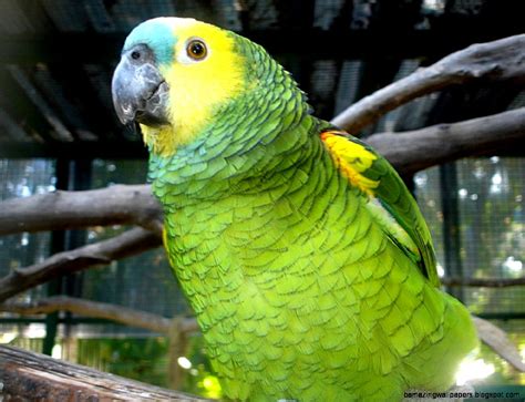 Equatorial Rainforest Animals