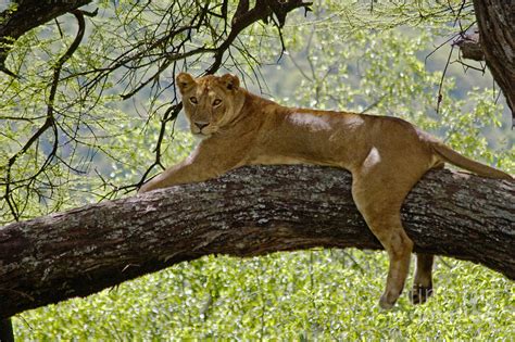 Lion In A Tree Lake Manyara Np Tanzania Photograph By Craig Lovell