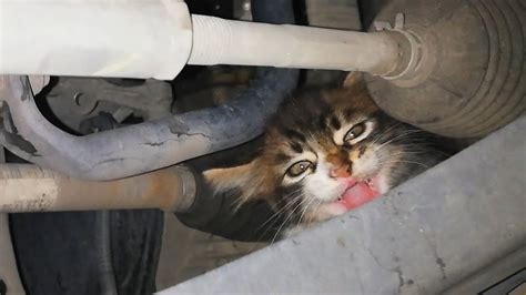 Kitten Stuck Under A Car Meows For Help Youtube