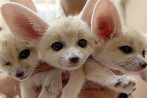 Baby Fennec Foxes Too Cute The Large Ears Remind Me Of My Dog Cute