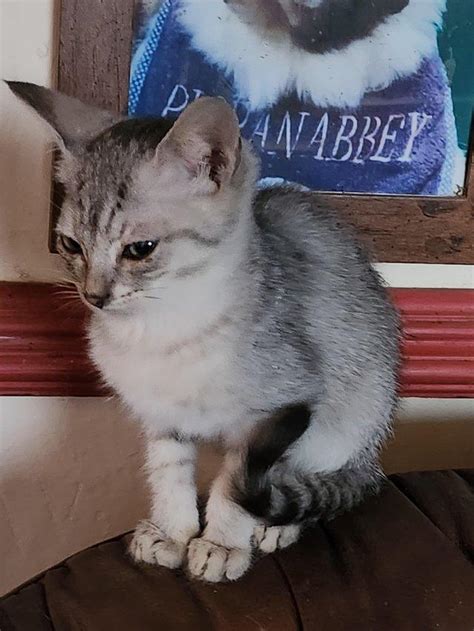 Silver Tabby And Tabby Kittens For Sale In Wrangle Lincolnshire