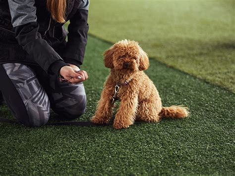10 Benefits Of Synthetic Grass For Dogs In Dallas And Pet Owners
