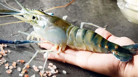 Taiwanese Street Food Live Giant River Prawns Shrimp In Taiwan鮮活巨大泰國蝦