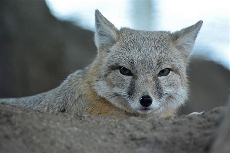 Swift Fox Swift Fox Fox Animals