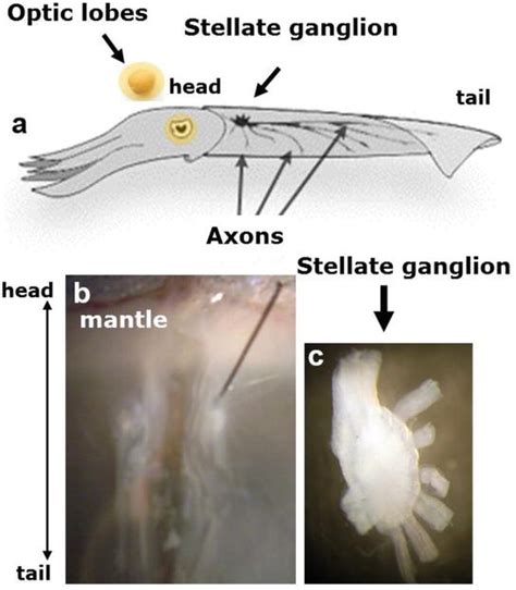 The Biological And Structural Organization Of The Squid Brain Intechopen