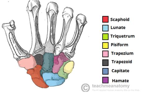 Management Of Carpal Fractures In The Ed County Em