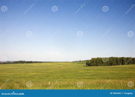 Grass Meadow Stock Image Image Of Cloud Afield Clear 5564441