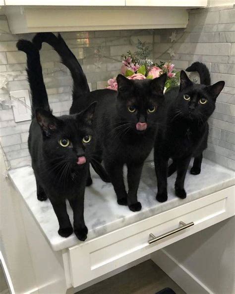 Black Cats Are Fantastic 40 Pics