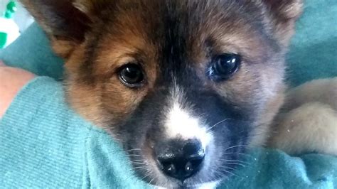An Absolute Miracle Second Purebred Alpine Dingo Pup Found By Chance