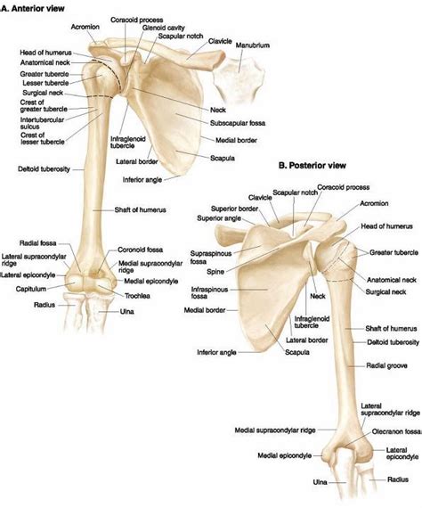 Shoulder And Upper Limb Bone Anatomy Anatomy Bones Upper Limb