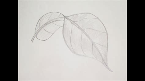 How To Draw Or Sketch Long Turned Mango Leaf 5 Youtube