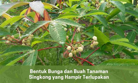 Bentuk Bunga Dan Buah Tanaman Singkong Yang Hampir Terlupakan