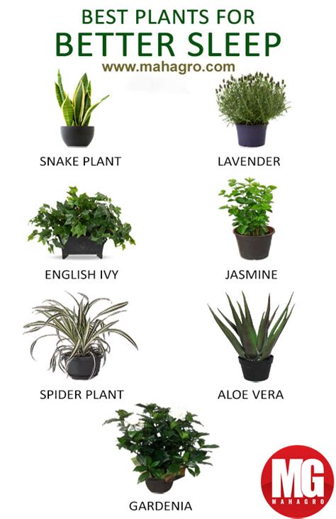 Best Plants For A Good Nights Sleep Mahagro