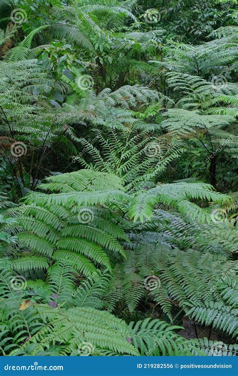 Tree Ferns Alsophila Or Cyathea Latebrosa Growing In A Tropical
