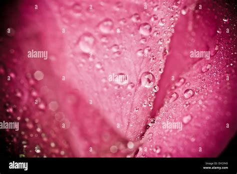 Pink Rose Macro Stock Photo Alamy