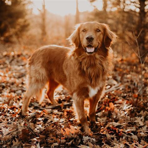 Collection 96 Pictures Images Of Golden Retrievers Stunning 092023