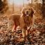 Golden Retriever  Wiki Dogs Amino